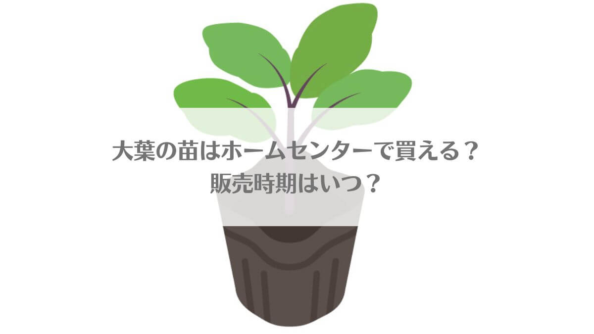 「大葉の苗はホームセンターで買える？販売時期はいつ？」のイメージ画像